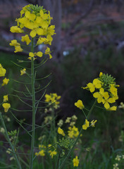 Brassica napus