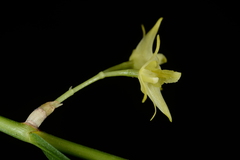 Dendrobium blanche-amesiae
