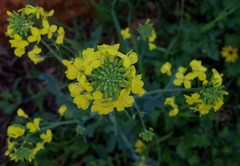Brassica napus