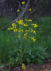 Brassica napus