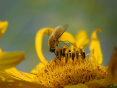 Bombyliini