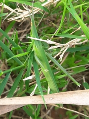 Acrida cinerea