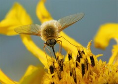 Bombyliini