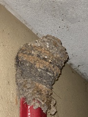 Hirundinidae