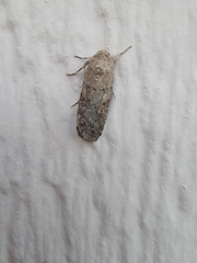 Spodoptera exigua