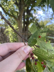 Celtis laevigata