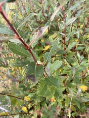 Salix aurita