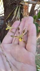 Dendrobium trilamellatum