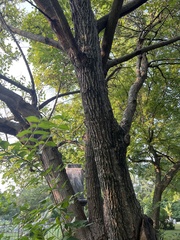 Carya texana