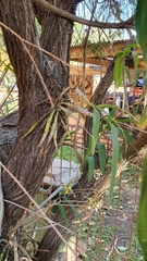 Dendrobium trilamellatum