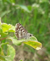 Spialia galba