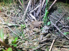 Pelophylax nigromaculatus