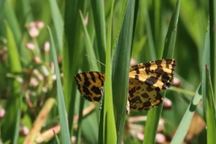 Pseudopanthera macularia