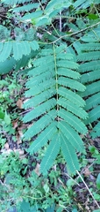 Albizia julibrissin