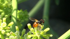 Gymnosoma