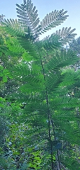 Albizia julibrissin