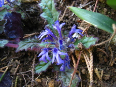 Ajuga decumbens