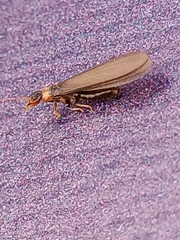 Kalotermes flavicollis