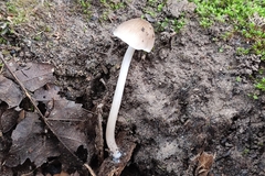 Pluteus hispidulus