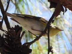 Phylloscopus sibilatrix