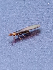 Kalotermes flavicollis