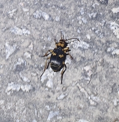 Pheropsophus javanus