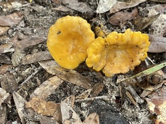 Cantharellus minor
