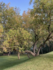 Acer ginnala