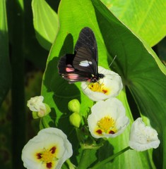 Archonias brassolis tereas