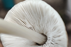 Pluteus hispidulus