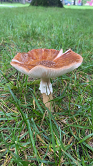 Amanita rubescens