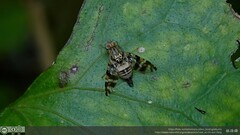 Acroceratitis plumosa