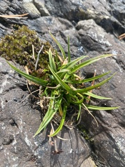 Carex viridula