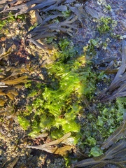 Ulva lactuca