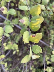 Symphoricarpos orbiculatus