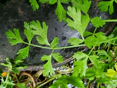 Chaerophyllum temulum