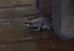 Rhinella ornata