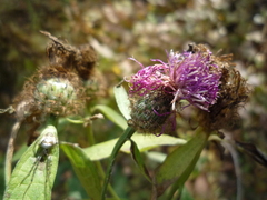 Centaurea phrygia pseudophrygia