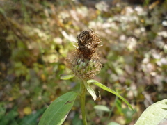 Centaurea phrygia pseudophrygia