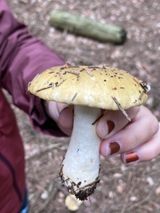 Russula ochroleuca