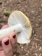Russula ochroleuca