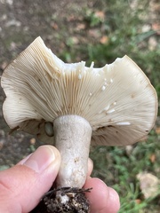 Lactarius quietus