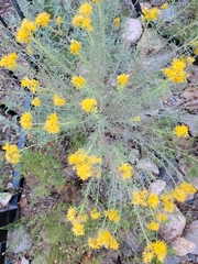 Ericameria laricifolia