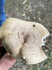 Lactarius quietus