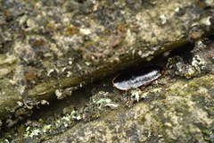 Opisthoplatia orientalis