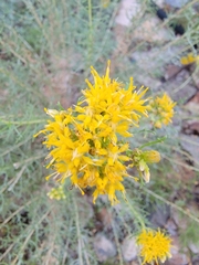 Ericameria laricifolia