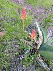 Dichromanthus cinnabarinus