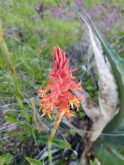 Dichromanthus cinnabarinus