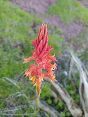 Dichromanthus cinnabarinus