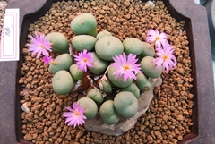 Conophytum